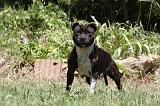STAFFIE 417